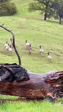 Asino scomparso da 5 anni, ora vive insieme a una mandria di alci