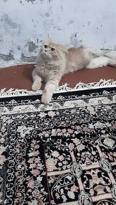 Cute Cat think about food