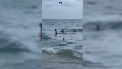 Un tiburón siembra el caos en una playa de Miami: es una escena terrorífica