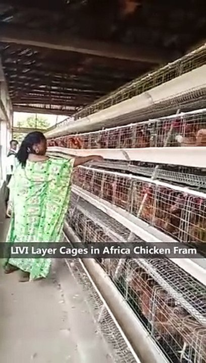 Livi Machinery: Premium Poultry Equipment for Africa Chicken House