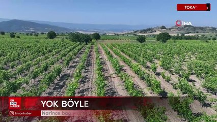 Narince bağ yaprağı Tokat Erbaa’ya 2 milyar TL gelir getirecek