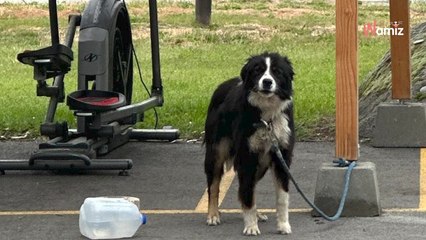 Hund vor Tierheim ausgesetzt: Ein Anruf schockiert alle!