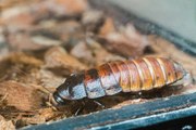5 Consejos Para Mantener Alejadas A Las Cucarachas