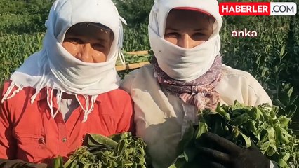 45 derece sıcakta çalışan üreticiler isyan etti: Sıcaktan değil zamlardan yıldık