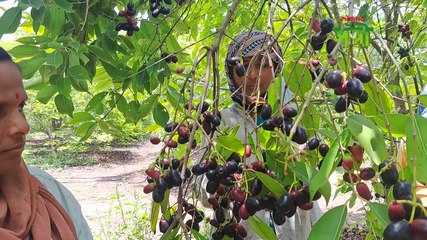 बांधावरचे जांभूळ शेतात लाखोंचा नफा