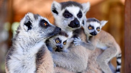 Tarsus Doğa Parkı'ndaki lemur ve sırtlan doğum yaptı