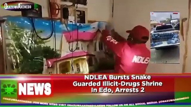 NDLEA Bursts Snake Guarded Illicit-Drugs Shrine In Edo, Arrests 2 ~ OsazuwaAkonedo