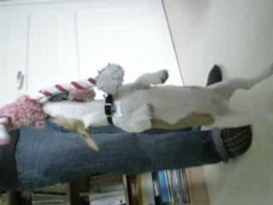 tchooky, danse du ventre  !