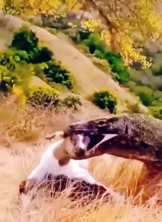 Komodo eat goat