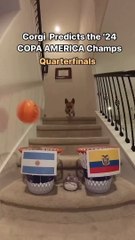 El perro viral predice el campeón de la Copa América