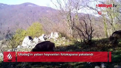 Uludağ'ın yaban hayvanları fotokapana yakalandı