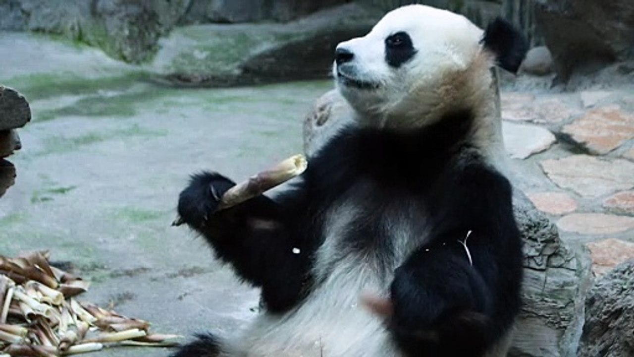 Panda world