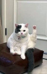 Cutie cat