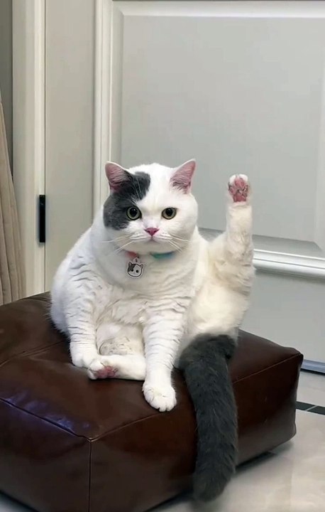 Cutie cat