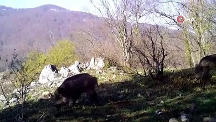 Uludağ’ın yaban hayvanları fotokapana yakalandı
