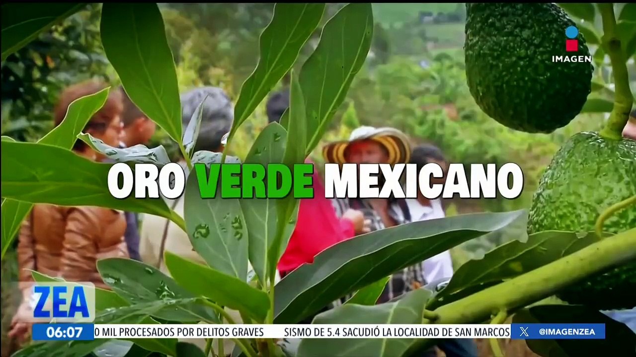 Aguacate, ¿por qué es el oro verde mexicano?