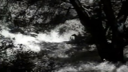 Call of the Forest    Western (1949)   Robert Lowery