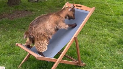 Determined goat tries to seek comfort on 'uncomfy' garden chair