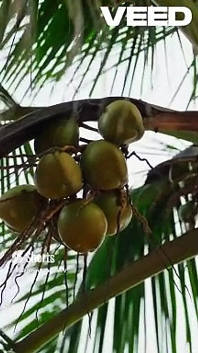 Health Secrets of Coconuts