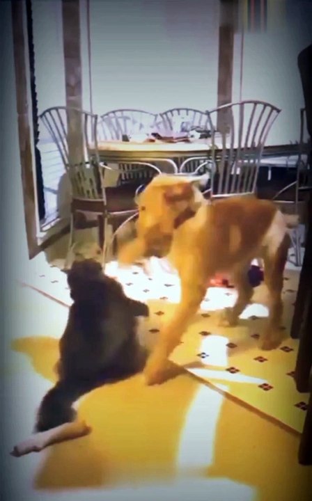 Dog and cat fighting funny video