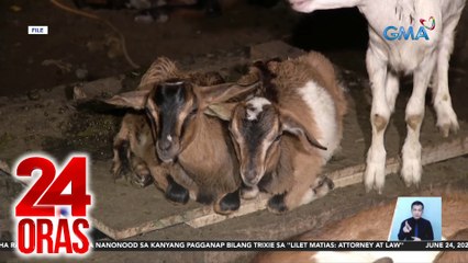 24 Oras Part 2: Q fever, kontrolado; nawawalang pageant contestant sa Pampanga; mga dapat abangan sa Widows' War, atbp.
