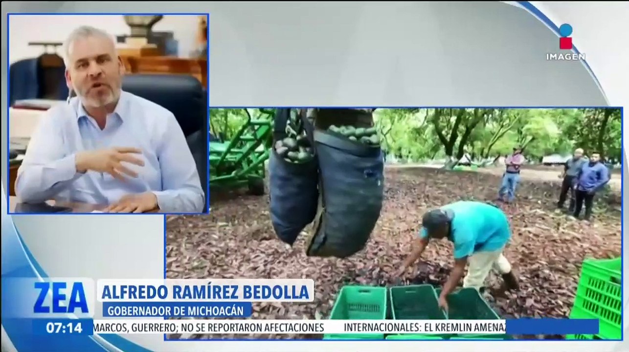 Reanudan la exportación de aguacate michoacano a Estados Unidos