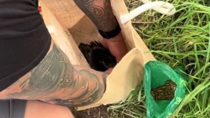 'It Takes Nothing to be Kind!' - Compassionate family cares for abandoned baby crow