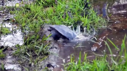 162 tortugas brasileras fueron liberadas tras ser recuperadas del tráfico de fauna