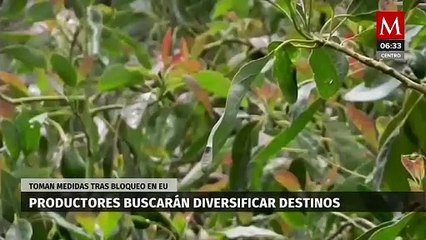 Productores de aguacate buscarán diversificar destinos tras bloqueo de EU