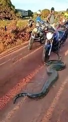 People shocked seen big snake