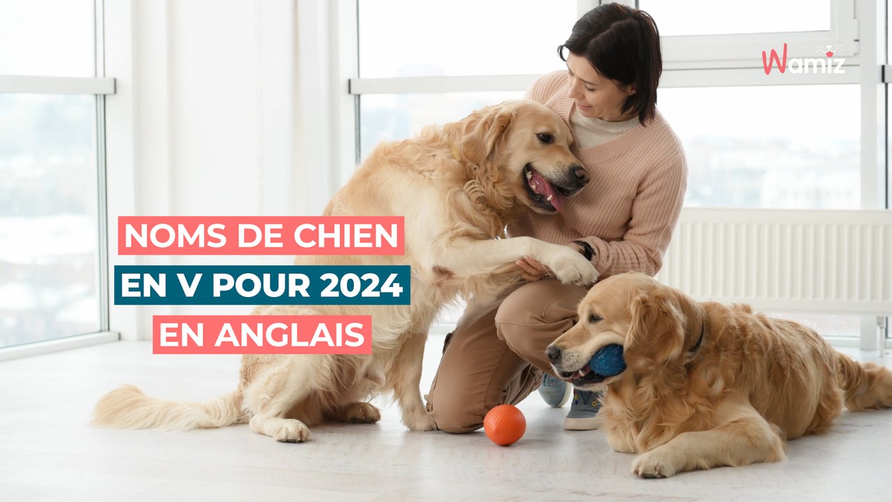 Noms de chien en V pour 2024 : 40 prénoms stylés en anglais