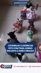 CÃODRILHA! CASÓRIO DE PETS COM TEMA JUNINO ENCANTA A WEB E VIRALIZA