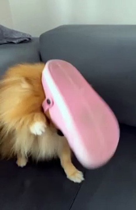 Funny moments  dog style show convert cap