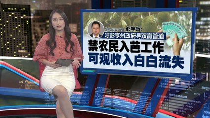 劳勿非法榴梿芭受禁令影响 2000农民损失数千万令吉🌳