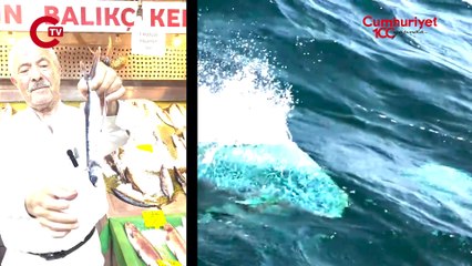 Marmara'da görüldü: Uçan balık nedir?