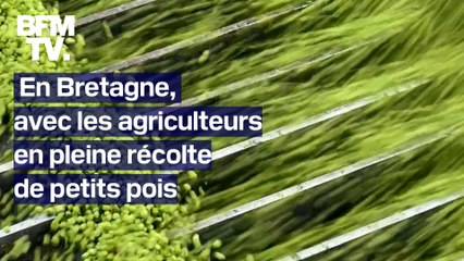 TANGUY DE BFM - En Bretagne, quelques heures pour récolter des millions de petits pois