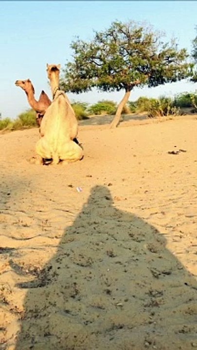 Desert Animals