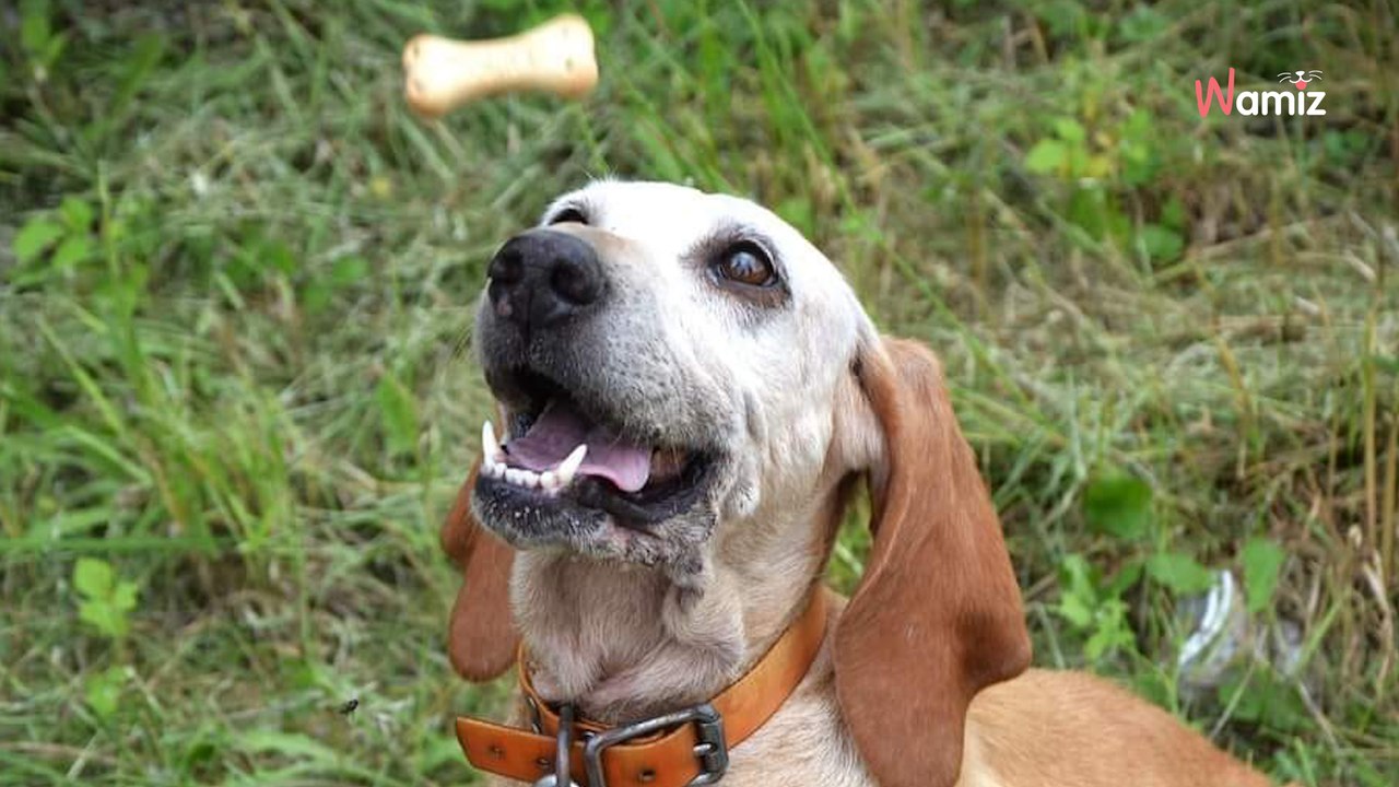 Après 11 ans de vie en box, cette chienne qui n'a jamais connu la vie de famille rêve d'une retraite en or