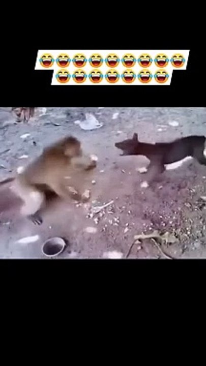 Monkey Vs Dog - video Dailymotion