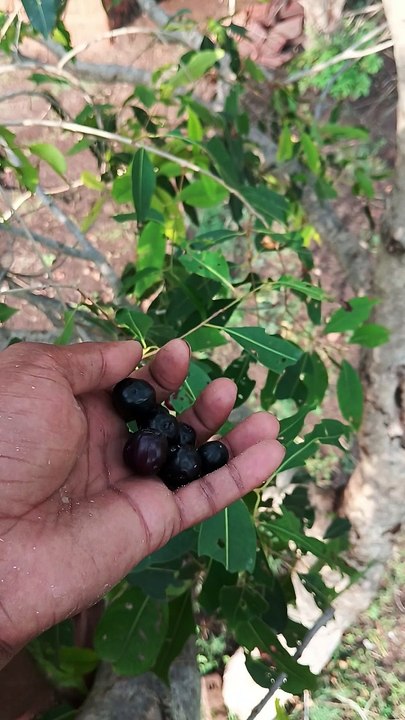 Indian fruits