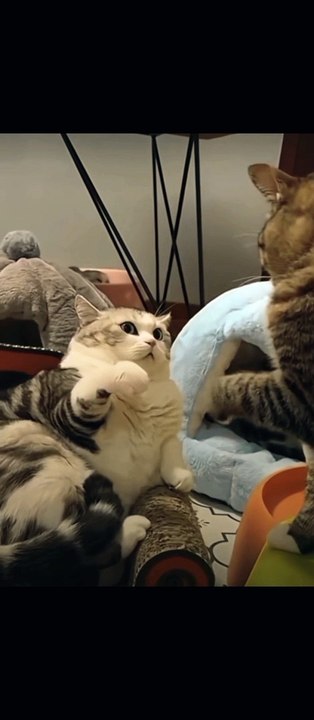 funny animals compilation | Epi #29