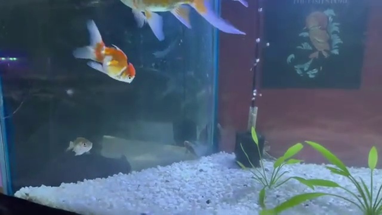 Cute beautiful fish