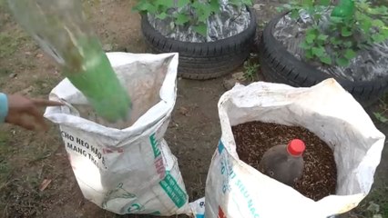 germination in potato