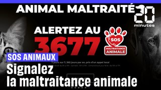 Le 3677, numéro national « SOS Maltraitance animale », comment ça marche ?