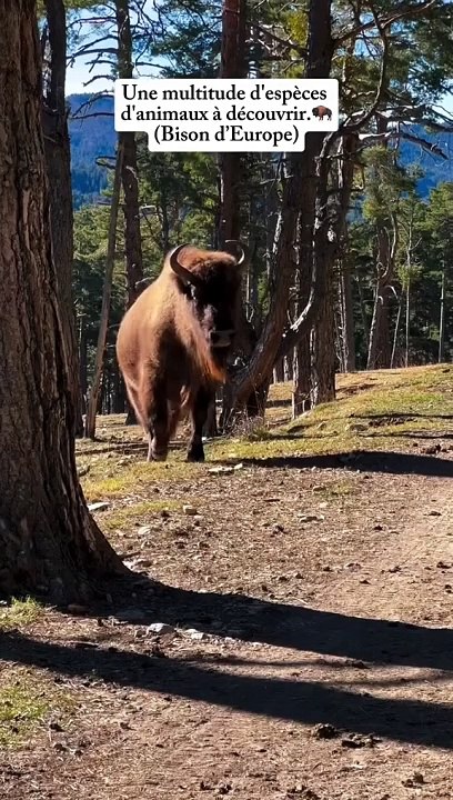  Des Bisons Sauvages sur la Côte d'Azur ? Un Parc Animalier Unique En France ✨   Ça se passe dans le 06 à Andon Bienvenue à Jurassic Parc enfin non, Bienvenue à la Réserve des Monts d'Azur ❤️‍   1h15 Depuis Nice, 45 min Depuis Grasse.  Visite Guid
