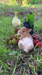 Love yourself well and let everything else go with the wind Cute pet rabbit Cute pet in the country