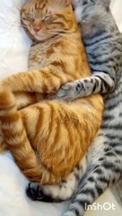 Islamic videos can cover a wide range of topics, s