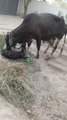 Cow baby #New Born Cow Baby #Vairal