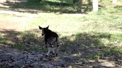 This Animal Is More Closely Related to a Giraffe Event Though It Has Zebra-Like Stripes