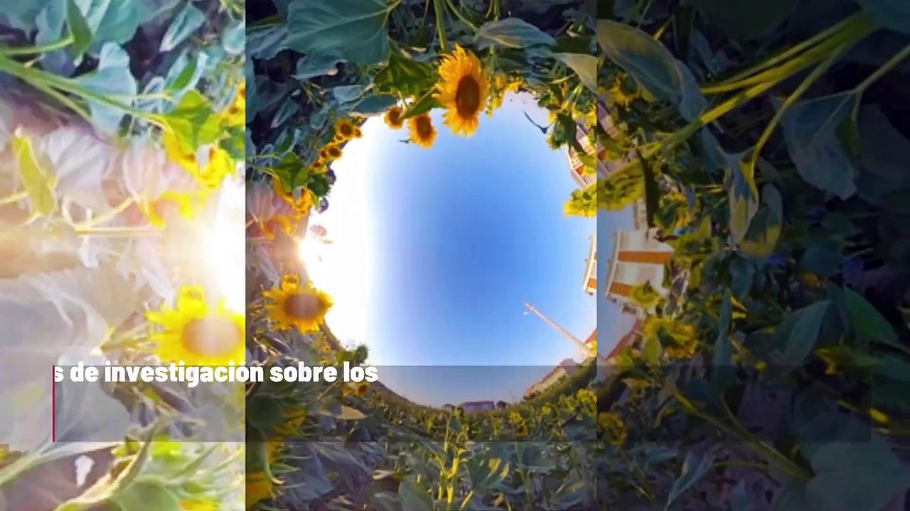 Los nidos de abejorros enfrentan amenazas de calor debido al cambio climático